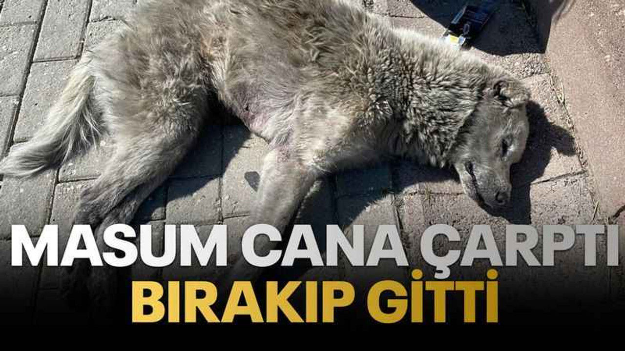 Masum cana çarptı bırakıp gitti